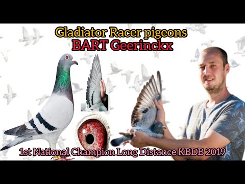 Gladiator Racer pigeon | Bart Geerinckx Bloodline| 1st National Champion Long Distance 2019|kalapati