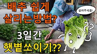배추 쉽게 살리는법, 3일동안 햇볕 쏘이기? - planting radish cabbage