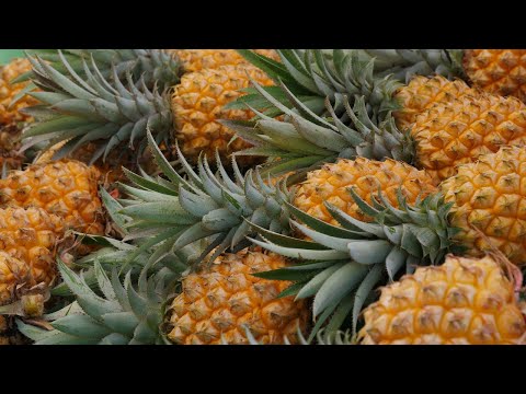 Voyages Vert Vous – La Réunion : l’île intense côté terre