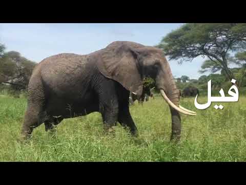 Animals in Levantine Dialect - 25 Animals for Kids, Toddlers in Arabic | Educational Video