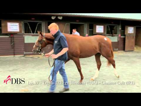 Lot 97 Tagula x Westcote