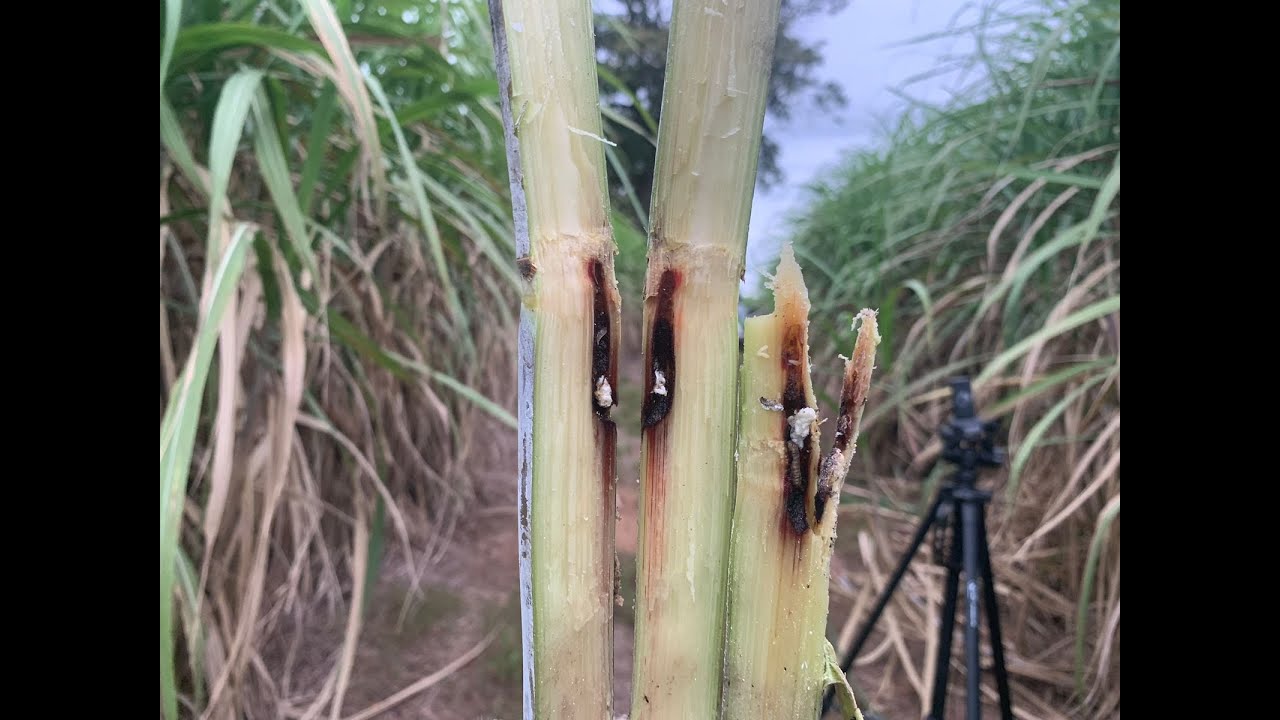 AULA CONTROLE DA BROCA DA CANA