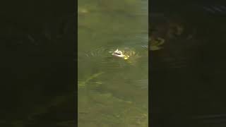 Download lagu Birds eaten by big fish ~ fishing mania #shorts mp3