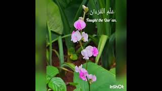 Download lagu Ar-Rahman------------Muzammil Hasballah✨ mp3 Download lagu Ar-Rahman------------Muzammil Hasballah✨ mp3