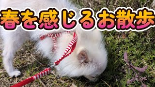【ポメラニアン】くるみは春の散歩に夢中？