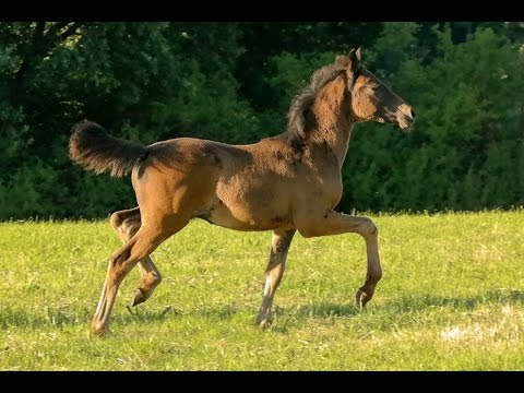 Reitponyhengstfohlen von Nobel Nagano