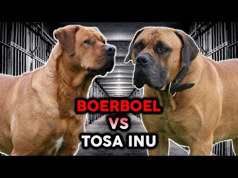TOSA INU vs BOERBOEL! The Best Guard Dog Breed!