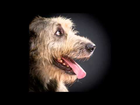 Svenska Irländsk Varghund Klubben