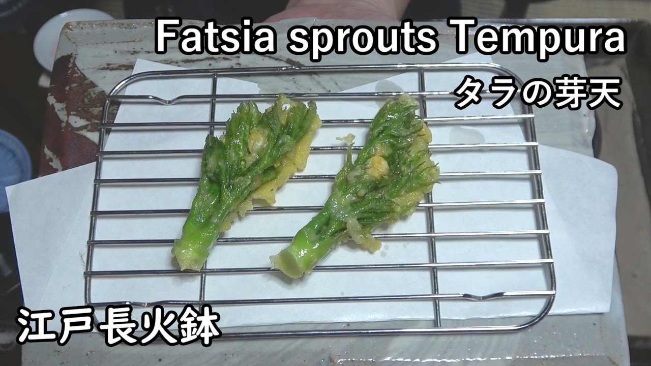 タラの芽天ぷら-Fatsia sprout) Tempura-【Japanese food 江戸長火鉢】