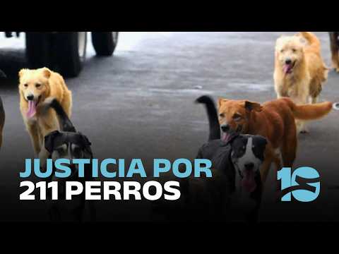 Maltrato animal: condenaron al exintendente de Deán Funes por la muerte de 211 perros