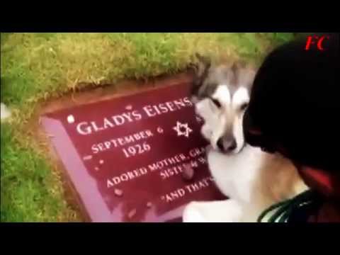 Pietrocava22’s Video 118112416049 9Cqd2auNYps