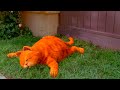 Odie Saves Garfield Swedish