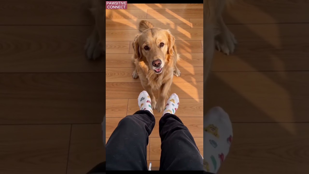 Goldie learned the choreo. Nobody taught him. 🐾🎵 #smartdog #goldenretriever