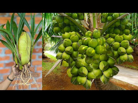 Melhores técnicas: desvende o segredo para um enxerto de coco perfeito | Como cultivar cocos