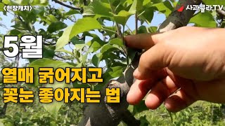 사과 재배 5월 핵심 포인트