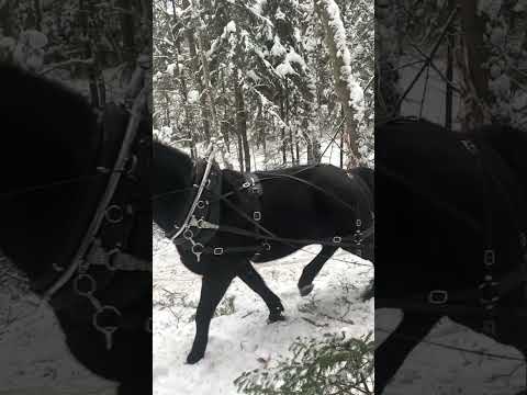 , title : 'Hilde the standardbred/percheron pulling a log with gusto!'