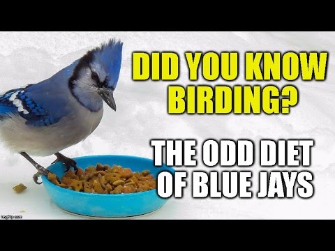 The Odd Diet of Blue Jays -Did you Know Birding?(episode 1) [HD]