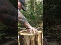STABBING MYSELF Edc Bushcraft Shorts Fightingknife Pocketknives Spyderco