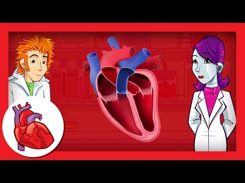 Atrioventricular septal defect (AVSD)