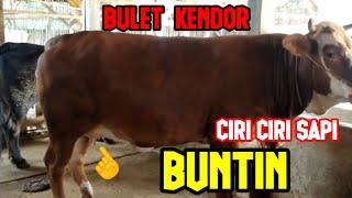 Download lagu CIRI CIRI SAPI BUNTING 3-6 BULAN#SAPI INDUKAN SUPER# mp3