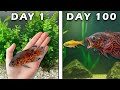 Raising A Tiger Oscar For 100 Days