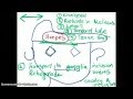 EASY WAYS TO REMEMBER DNA VIRUSES