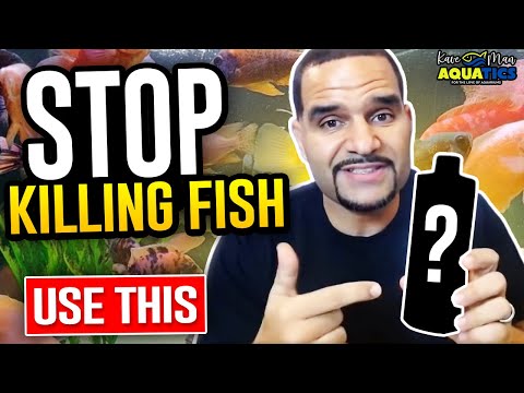 Add Fish to New Tank on Day 1 - (It Works Every Time)