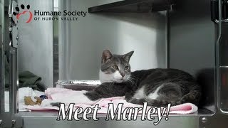 Meet Marley, a lovely, affectionate cat at HSHV!