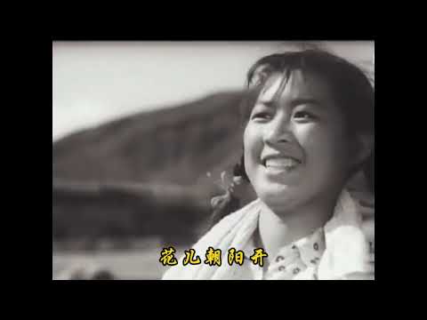 社员都是向阳花