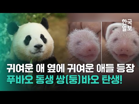 푸바오 쌍둥이 동생은 '동바오'와 '생바오' | 한국일보