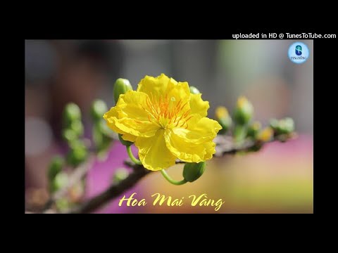 Hoa Mai Vàng
