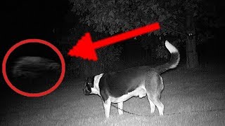 5 Dogs That Saw Something Their Owners Couldn&#39;t See : ESP and the Supernatural