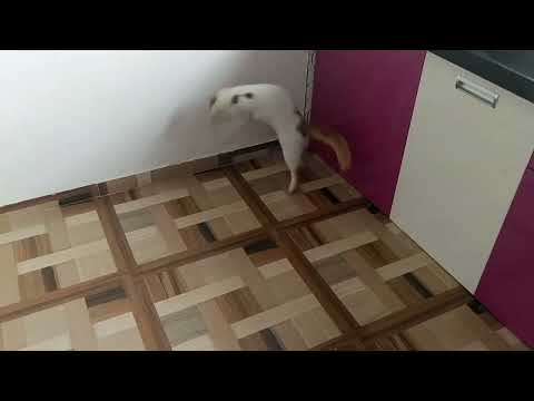 Lovely playing cat, Playing cat with racket ful, Lovable cat, #cat,#shorts,#youtubeshorts,#catlover