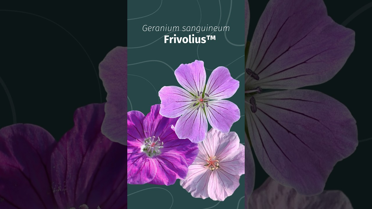 Geranium Frivolius - short