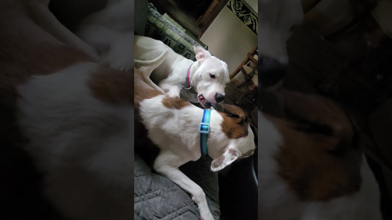 Barclay, a ADOPTABLE mixed breed in Aurora, IL video 5/6