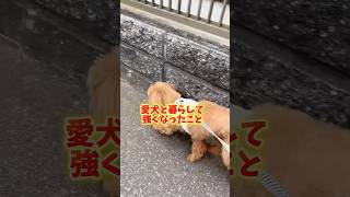#犬のいる暮らし #いぬのいる生活 #トイプードル#シニア犬#ペット