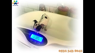 Chihuahua şivava yavru köpek fiyatları