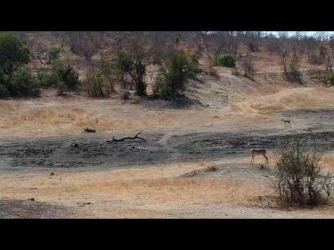 Djuma Private Game Reserve Live Stream