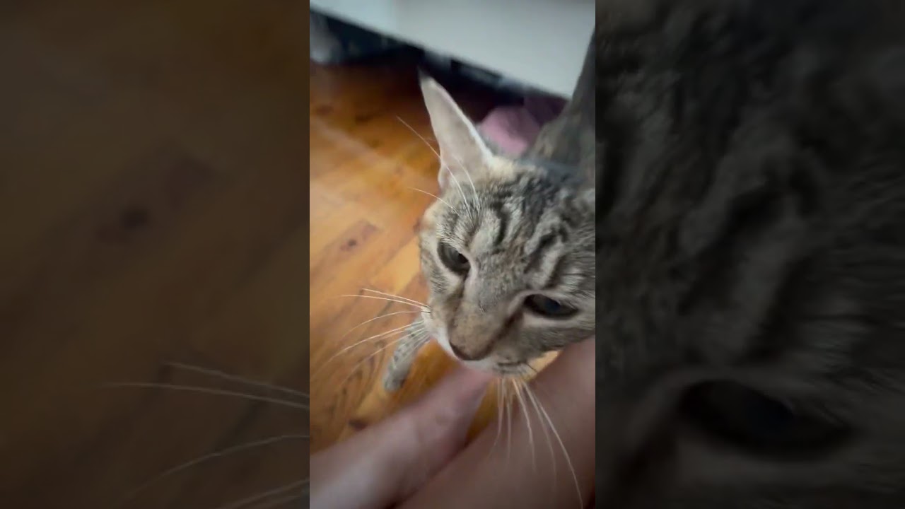 Enlarge Vanna, a Adoptable Domestic Short Hair in New York, NY video 6/6
