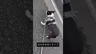 のそのそ散歩するタイプの犬 #ボストンテリア