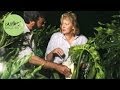 Burke S Backyard Pollinating Philodendrons
