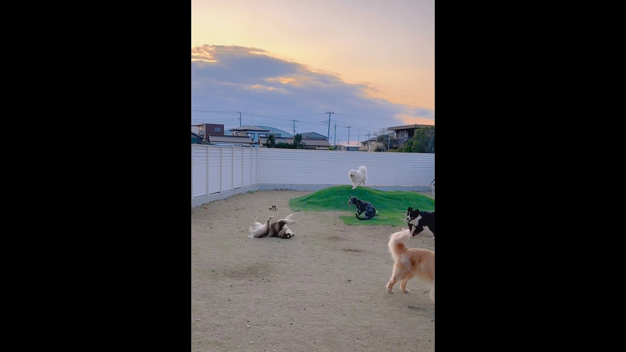 どんくさすぎる…😂  ※怪我はありませんでした  #アラスカンマラミュート #alaskanmalamute #puppy