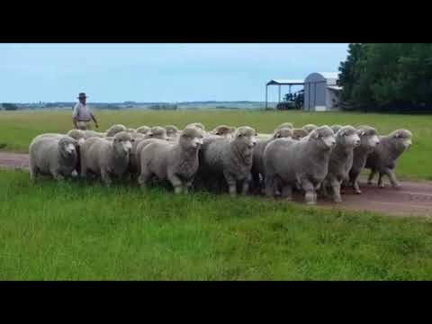 AGRONORTE Tv -  ARTIGAS TELEVISIÓN- LA LUCHA 2019 RIVERA