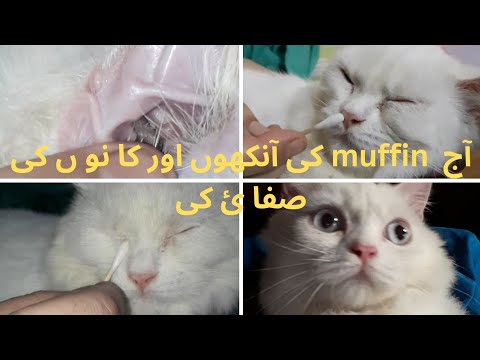 HOW TO CLEAN YOUR CAT EARS AND EYES AT HOME