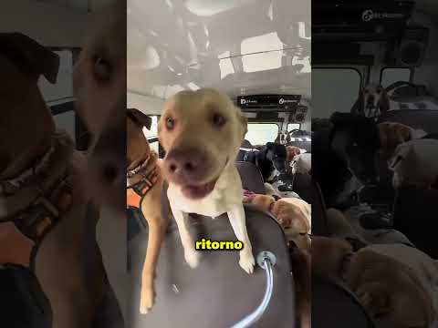 Questa donna ha portato tutti i suoi cani in escursione 😲🐶