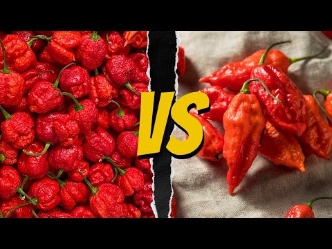 Ghost Pepper vs. Carolina Reaper Heat Wars