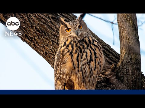 The great escape of Flaco the New York City owl