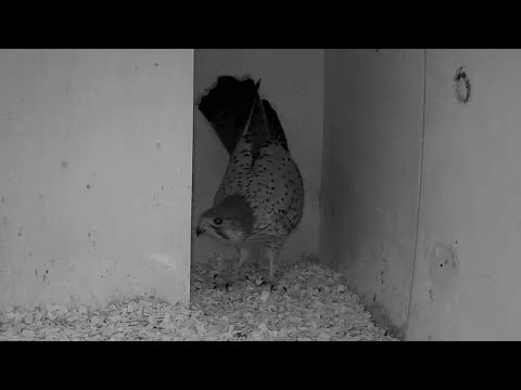 Erster Besuch vom Turmfalken! | 24.01.2022