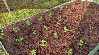 HOW I SAVED MY VEGETABLE GARDEN FROM HOUSTON TEXAS SPRING SUMMER 2022 100 DEGREE HEAT WAVE PART 1.