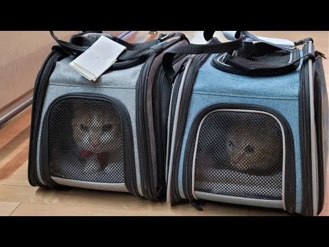 Flying with 2 cats from Korea to France 🐱🐱